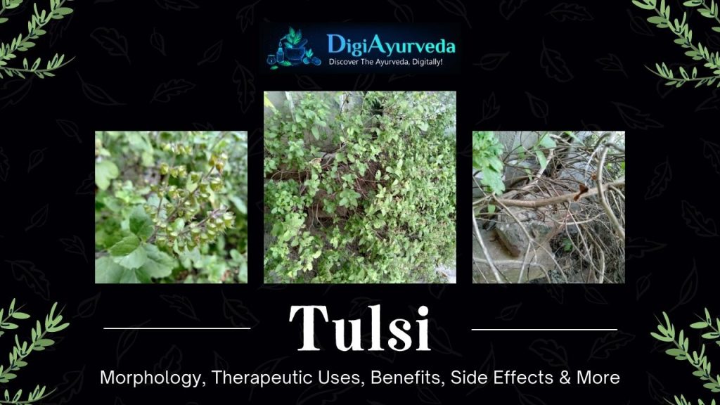 Tulsi Morphology, Therapeutic Uses, Benefits, Side Effects & More