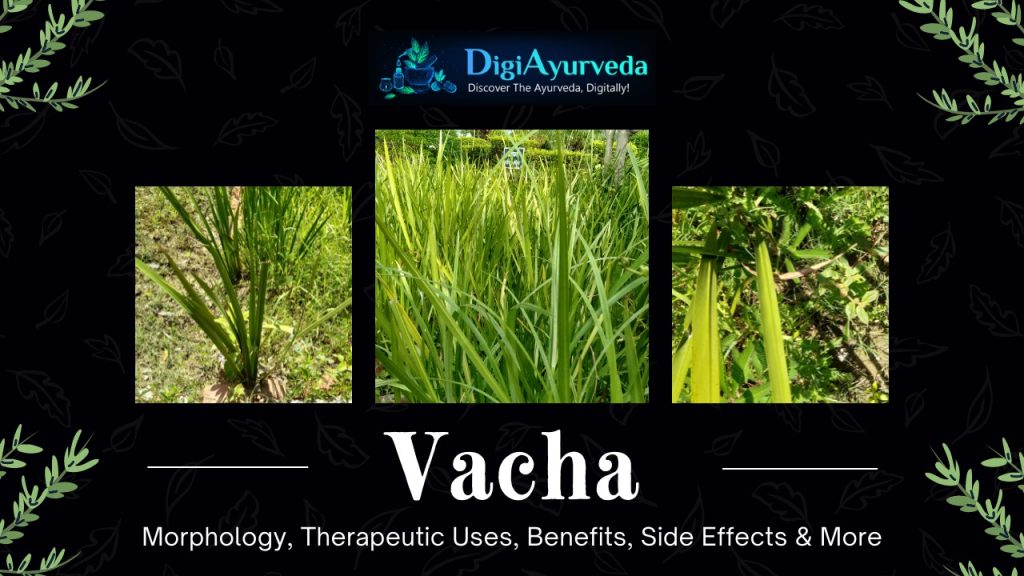 Vacha - Morphology, Therapeutic Uses, Benefits, Side Effects & More